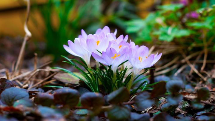 Spring Desktop Wallpaper HD free