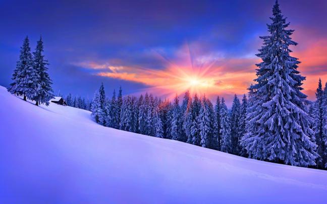 forest, Winter, Snow, Landscape, Pine Trees Wallpapers HD \/ Desktop and 