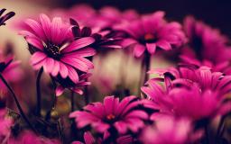 Flower Desktop Wallpaper