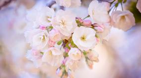 Spring Desktop Wallpaper