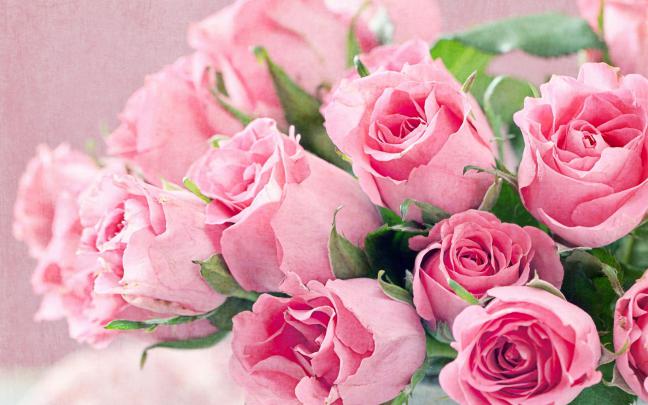 Pink HD Desktop Wallpapers