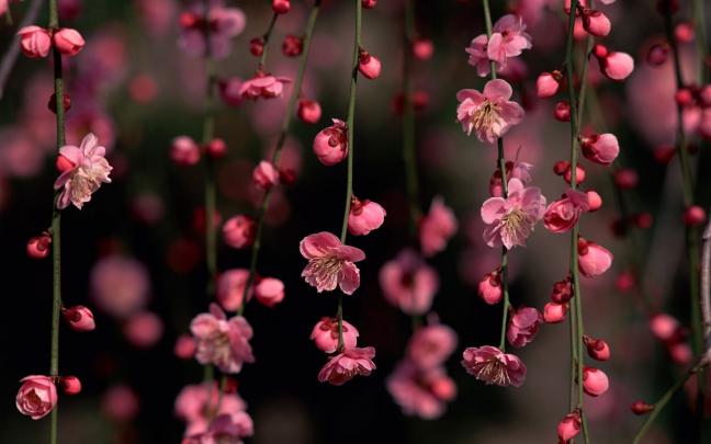 Pink Desktop Backgrounds (53+ images)