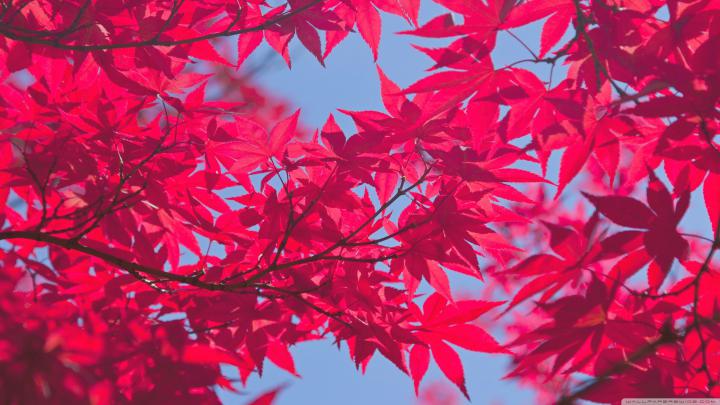 Pink HD Desktop Wallpapers