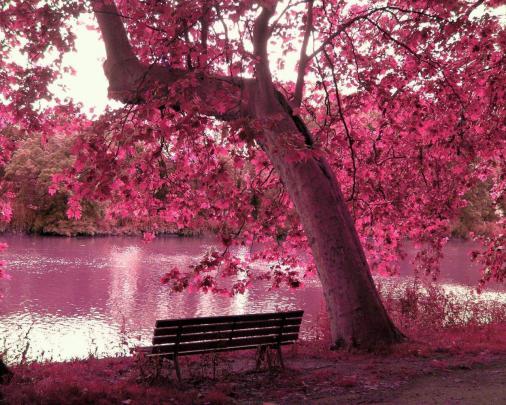 Beautiful Pink Wallpapers