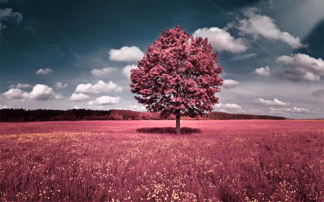 Pink Background HD:Computer Wallpaper | Free Wallpaper Downloads