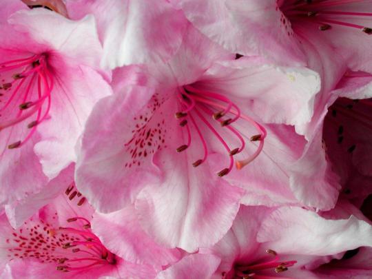 Pink Flower Desktop Wallpapers