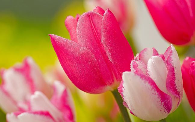 45+ Pink Wallpapers HD download free