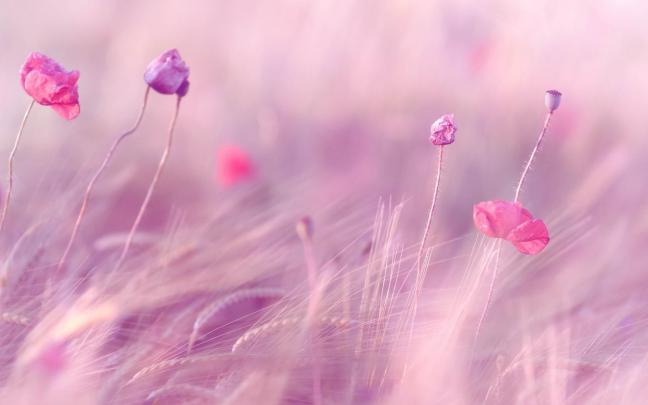 Pink HD Desktop Wallpapers