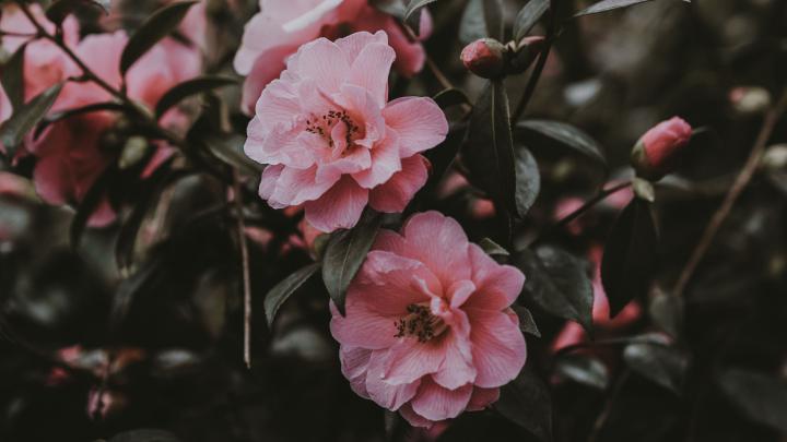 Pink Flowers Aesthetic Desktop Wallpapers