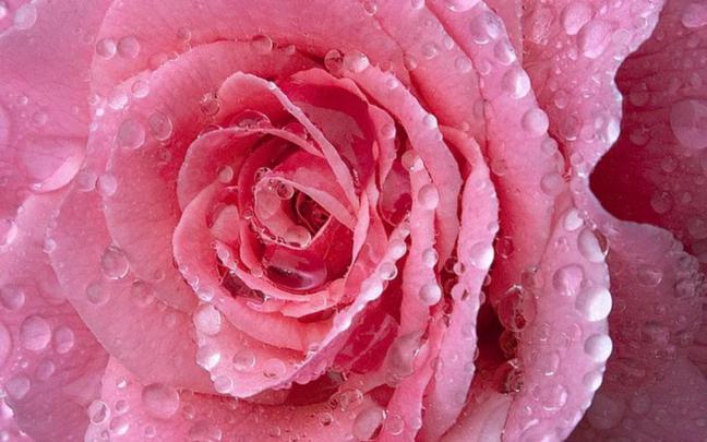 Pink Nature Wallpapers