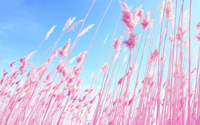 Pink Nature Wallpapers