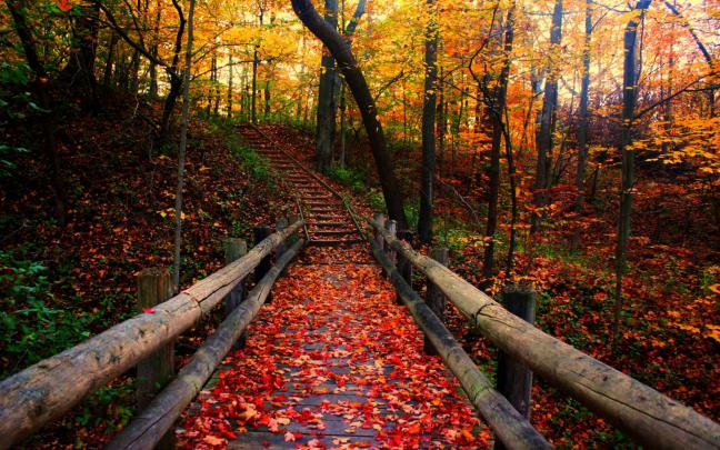 Fall Season Backgrounds