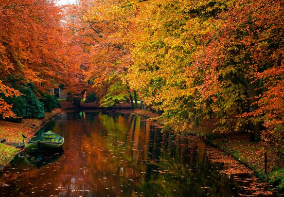autumn, Fall, Landscape, Nature, Tree, Forest Wallpapers HD \/ Desktop 