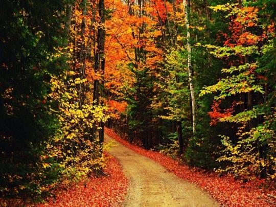 Fall Autumn Wallpapers