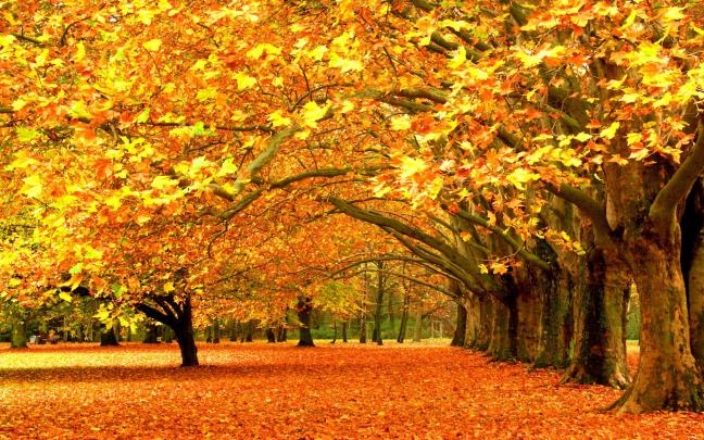 trees, Fall, Nature Wallpapers HD \/ Desktop and Mobile Backgrounds