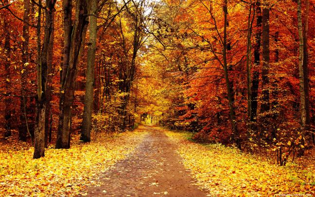 Fall Themed Wallpaper Desktop \u00b7\u2460 