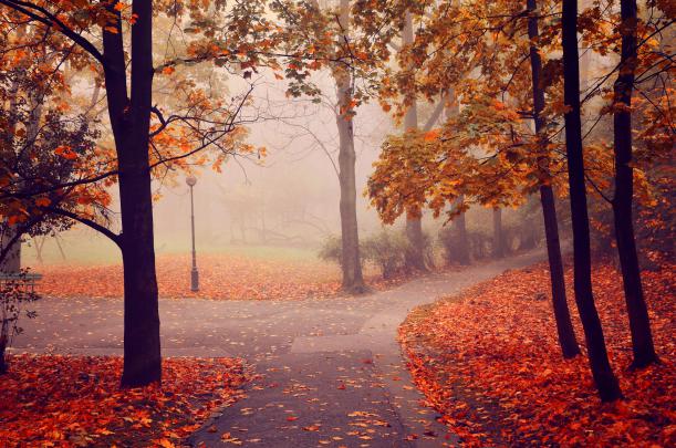 autumn, Park, Road, Trees, Fog, Landscape Wallpapers HD \/ Desktop and 