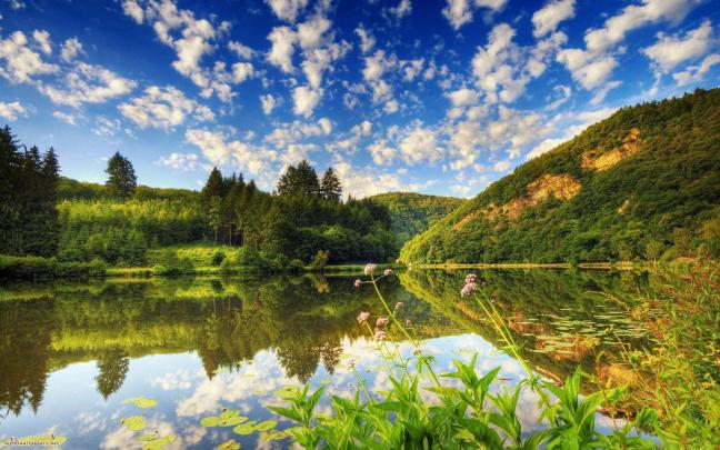 Beautiful Forest Wallpapers
