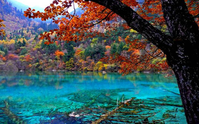 Beautiful Forest Wallpapers