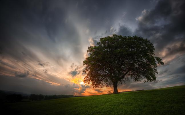 landscape tree dark - HD Desktop Wallpapers