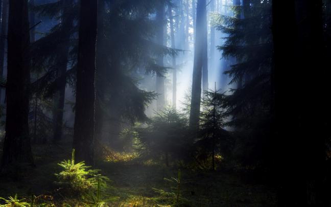 forest dark wallpaper - HD Desktop Wallpapers