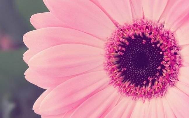 Floral Desktop Wallpaper