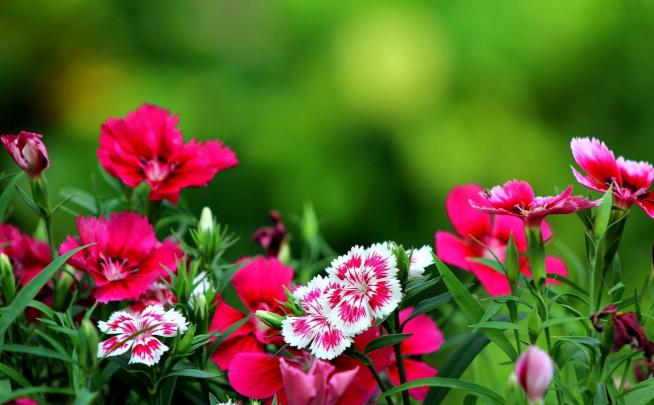 Pink Flower Desktop Wallpapers
