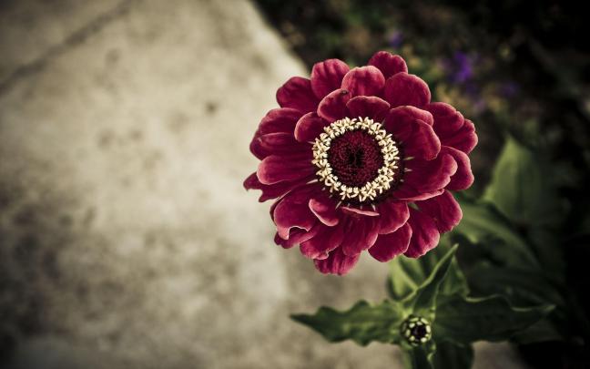 Floral Desktop Wallpapers