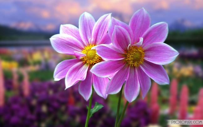 Most Beautiful Flowers Wallpapers For Desktop
