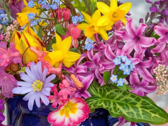 Spring Flower Desktop Backgrounds
