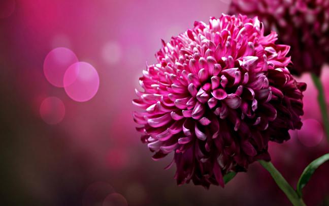 Flowers Images Desktop Backgrounds