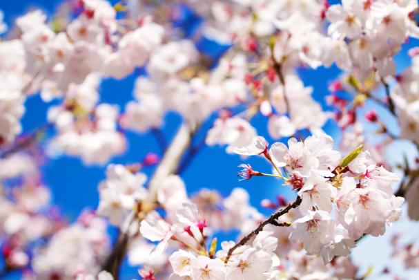 Beautiful Real Flowers Backgrounds