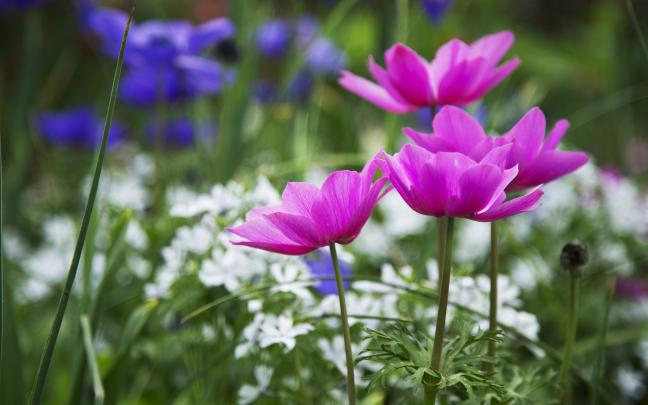 flower, Flowerrs, Nature, Landscape Wallpapers HD \/ Desktop and Mobile 