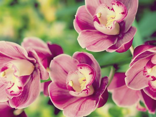 tropical flowers A10 - HD Desktop Wallpapers