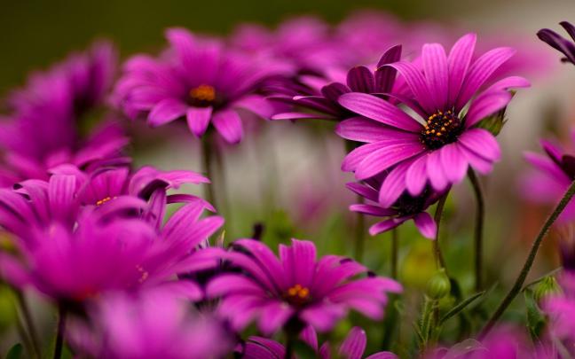 nature, Flowers Wallpapers HD \/ Desktop and Mobile Backgrounds