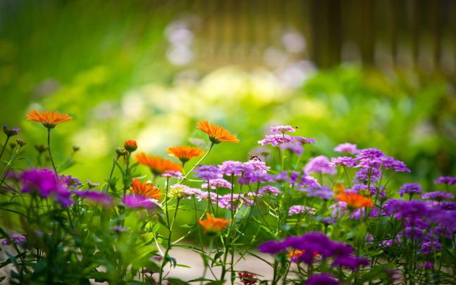 Full HD Flowers Wallpapers