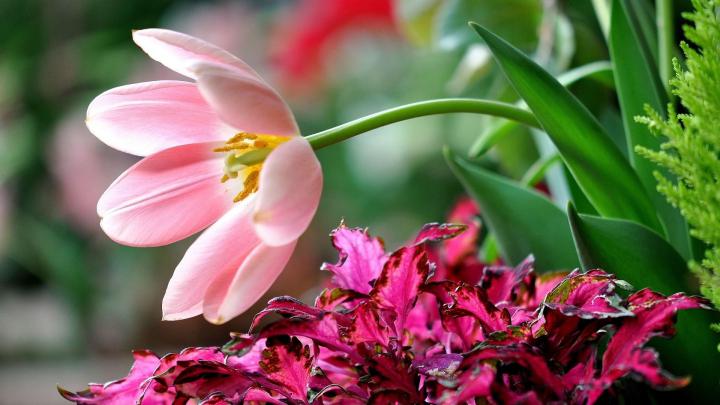 FREE 20+ HD Desktop Flower Wallpapers in PSD