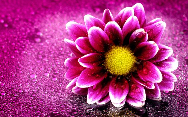 Pink Flower Desktop Wallpaper \u00b7\u2460 