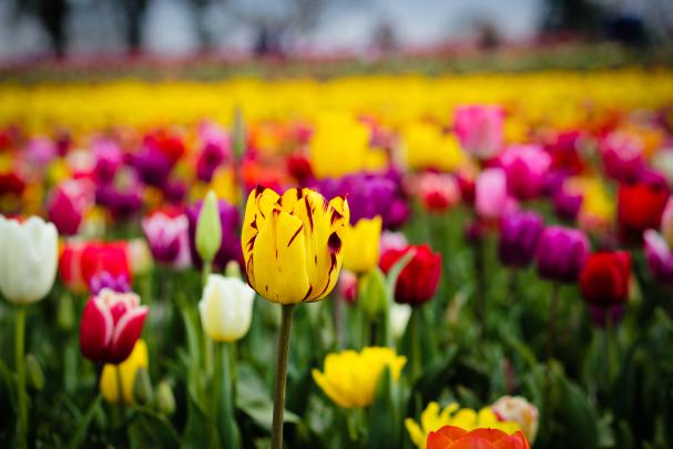 tulip field flowers - HD Desktop Wallpapers