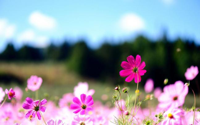 Pink Flower Desktop Wallpapers