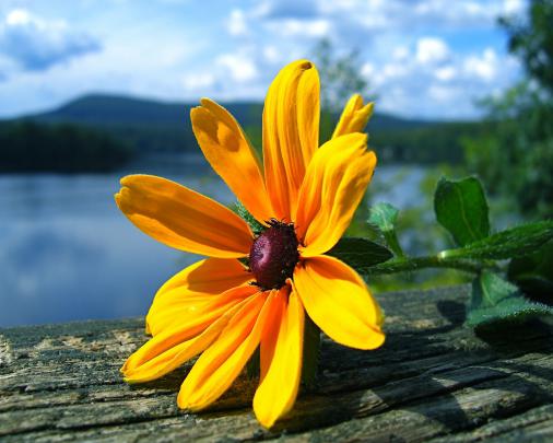 Top Wallpapers Desktop: Best Top Flowers Wallpapers Pictures