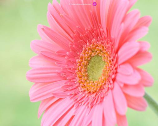 Flower Wallpapers For Computer Desktop