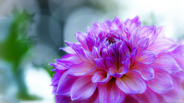 Dahlia Delicate Purple Flower Desktop Wallpaper Hd 2560x1440 