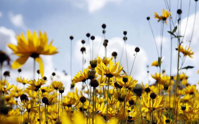 wallpapers: Spring Flowers Wallpapers