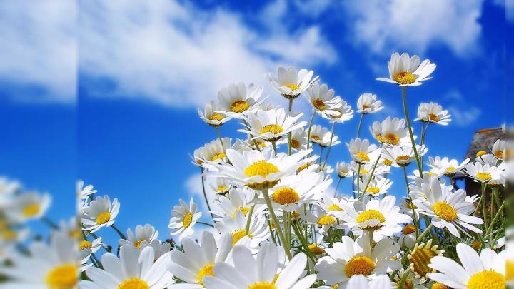 Flowers Desktop Wallpapers