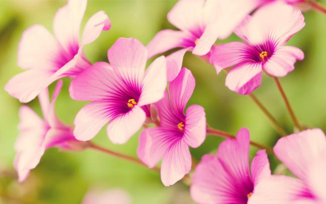Floral Desktop Wallpapers