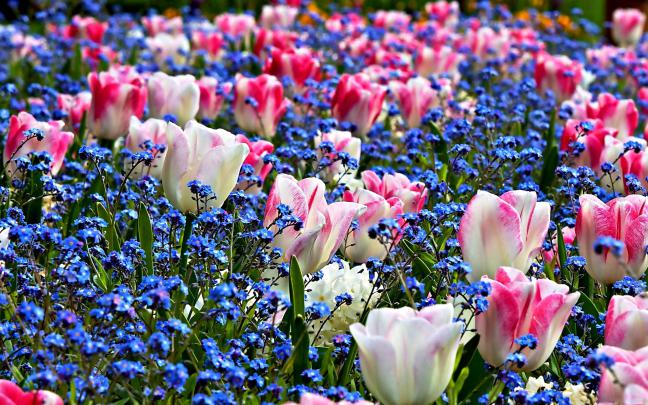 Spring Flower Desktop Backgrounds