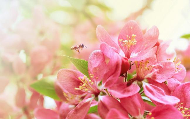 Flower Desktop Wallpapers