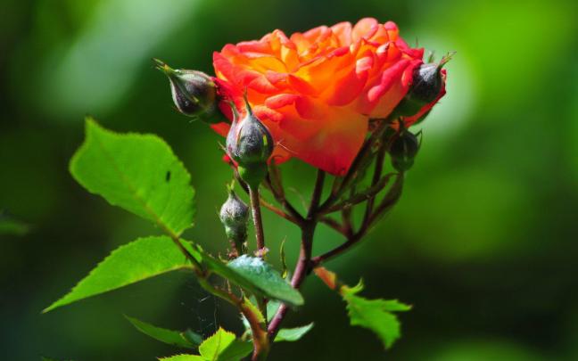 Rose Flower Wallpapers For Desktop