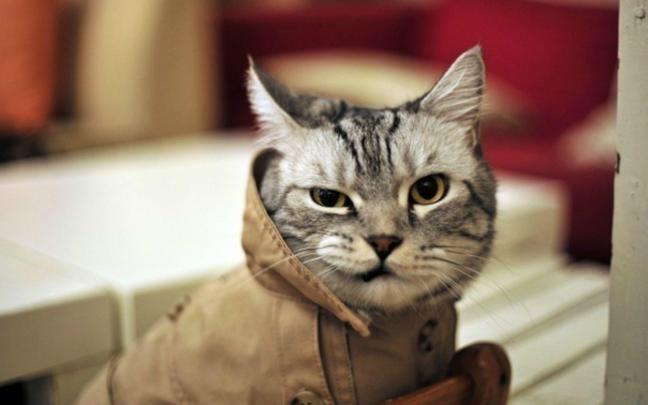 Funny Cat Desktop Wallpapers